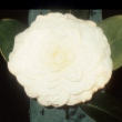 Nell Chester Embrey